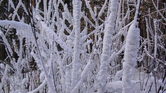 Winter-snow-nature-1303